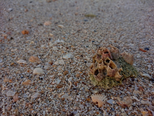 Shells like reef sand on the beach life of sea 