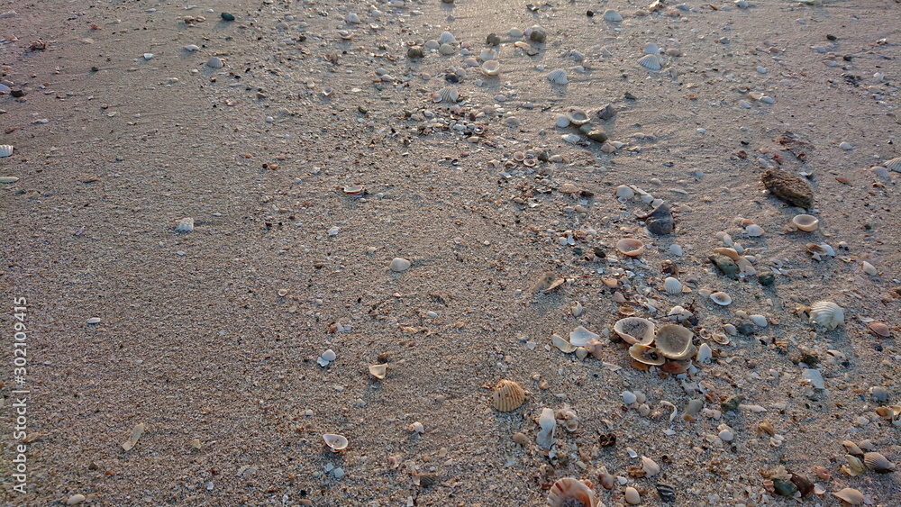 Shells sand on the beach life of sea Shells sand on the beach life of sea
