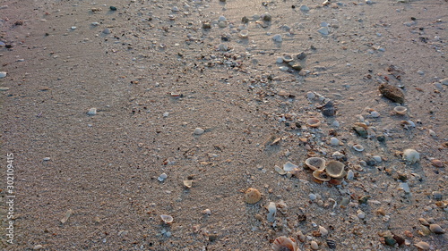 Shells sand on the beach life of sea 