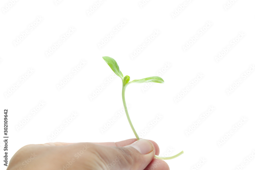 Sunflower sprouts isolated on white background Sunflower sprouts isolated on white background