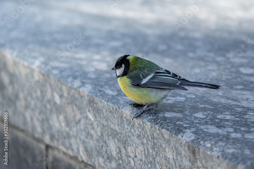 A great tit bird sits on the ground in search of food.