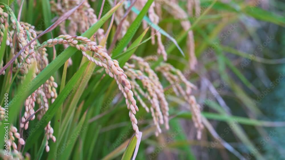 Yellow paddy field swaying in the wind, early morning dawn time in Taiwan. Raw short-grain rice crop stalks, concept of organic agriculture farming, close up. Yellow paddy field swaying in the wind, early morning dawn time in Taiwan. Raw short-grain rice crop stalks, concept of organic agriculture farming, close up.