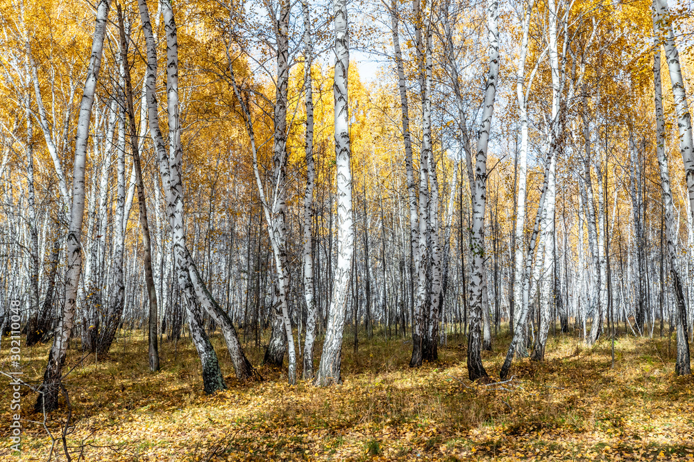 Autumn landscape, birch forest on a clear sunny day.