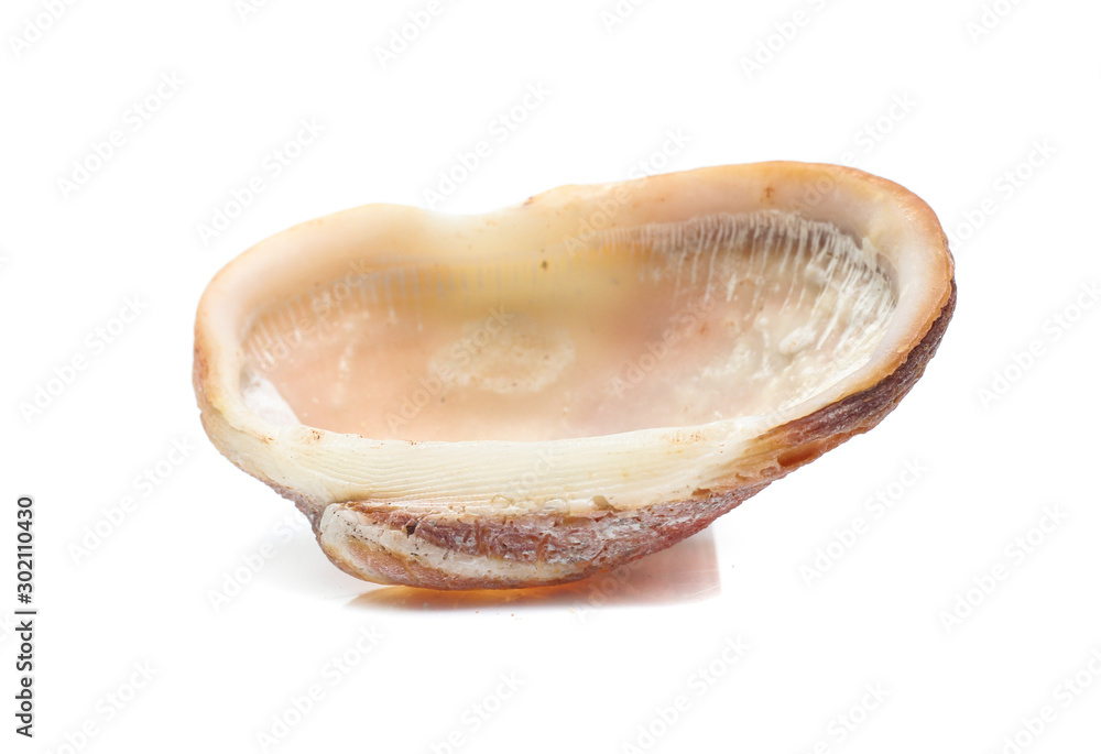 Sea shell  isolated on white background