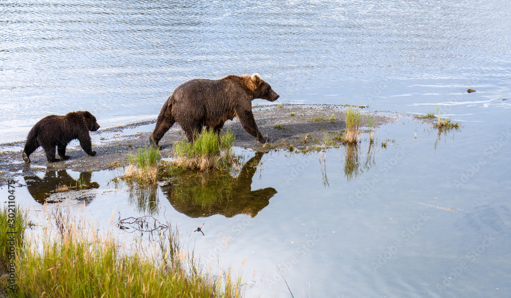 Brown bear family, mother and cub, walking on a sand spit on Naknek Lake, Katmai National Park, Alaska, USA Brown bear family, mother and cub, walking on a sand spit on Naknek Lake, Katmai National Park, Alaska, USA