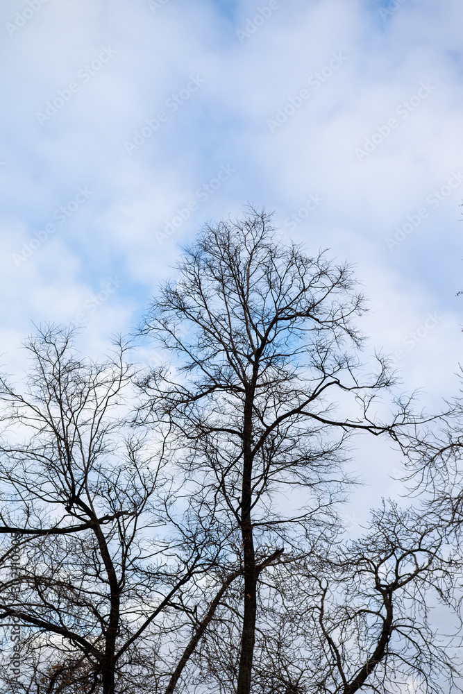 Bare branches against the blue sky, autumn, view from below to the sky. Bare branches against the blue sky, autumn, view from below to the sky.