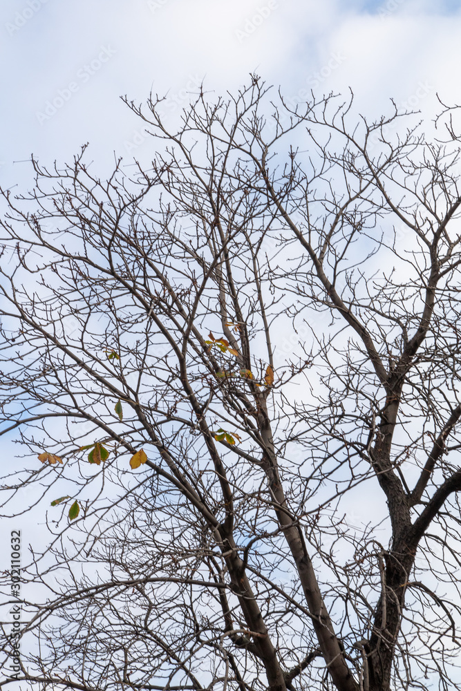 Bare branches against the blue sky, autumn, view from below to the sky. Bare branches against the blue sky, autumn, view from below to the sky.