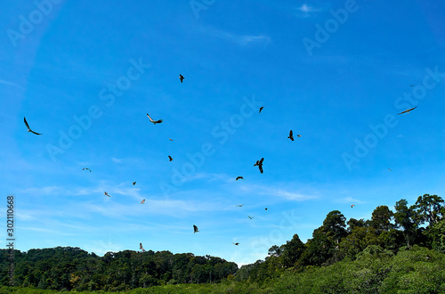 LANGKAWI, MALAYSIA - OCTOBER 15.2019:: Eagle feading at island hopping in langkawi,.