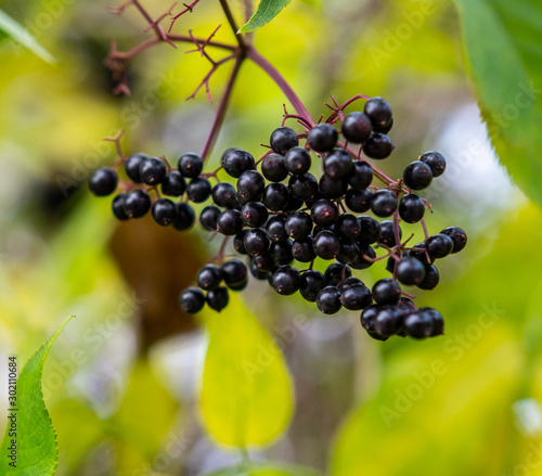 Branch of chokeberry berries, nature.