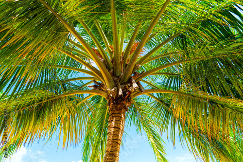 Beach summer vacation holidays background with coconut palm tree