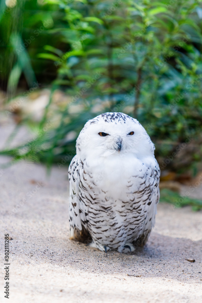 portrait of a beautiful snow owl. Bubo scandiacus. portrait of a beautiful snow owl. Bubo scandiacus.