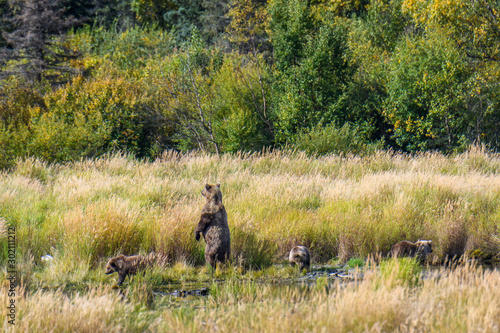 Brown bear family, sow with three cubs, in the grass at the edge of the Brooks River, Katmai National Park, Alaska, USA