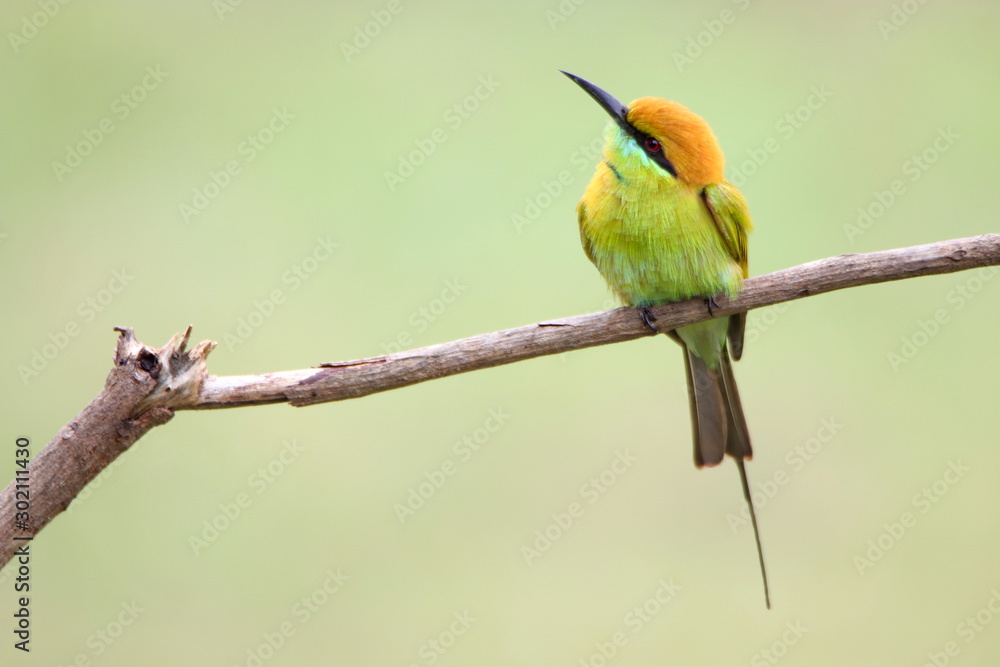 Obraz premium colorful bird on a branch