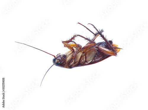 COCKROACH WHITE ISOLATED BACKGROUND © Poramet
