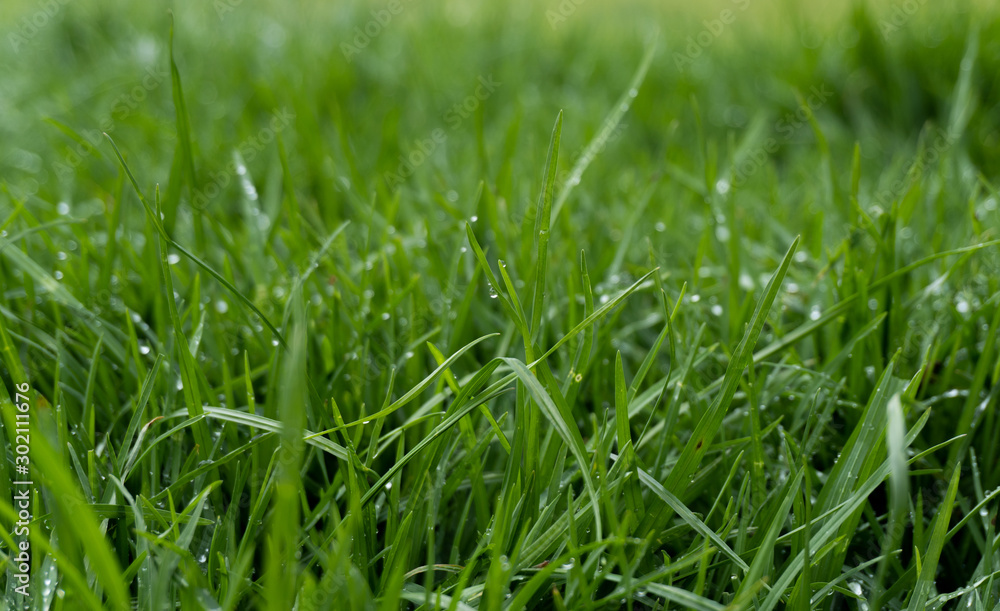 pasto verde con gotas de agua pasto verde con gotas de agua