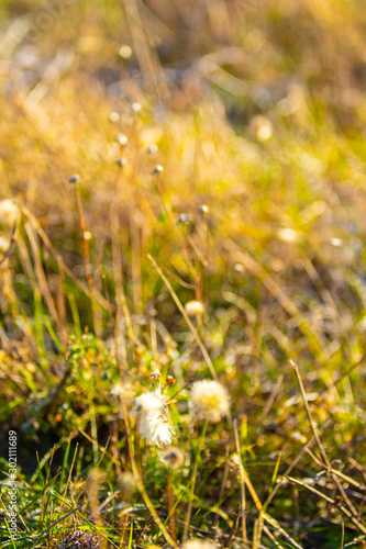 Out of focus. Autumn grassy landscape. Frost on the autumn grass, nature.