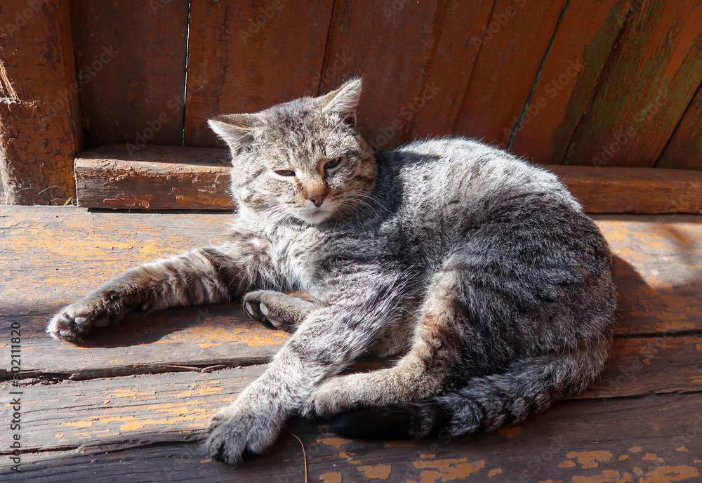 A gray domestic cat lies on the street at the doorstep of the house.