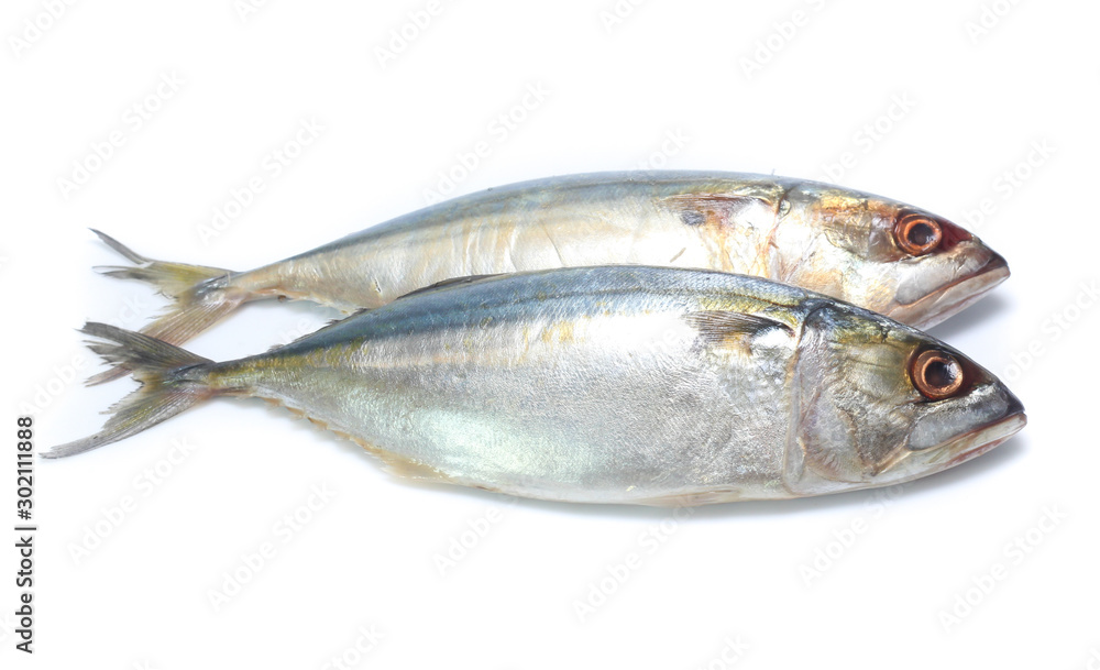 Fresh mackerel isolated on white background