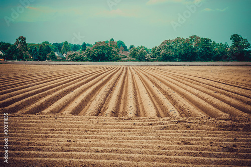 Agriculture landscape. Ploughing field.  Freshly planted potato field