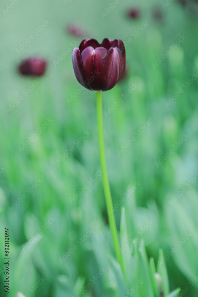 Fototapeta premium Tulip flowers in garden nature background