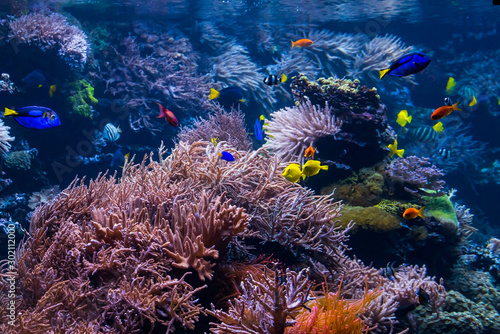 beautiful underwater world with  tropical fish © EwaStudio
