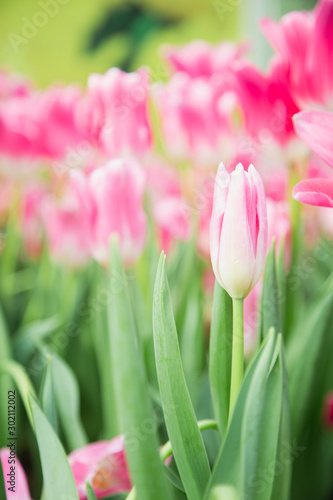Fototapeta Naklejka Na Ścianę i Meble -  Tulip flowers  in garden nature background