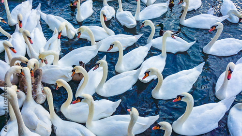 Fotografie White swans  swimming in sea water in winter