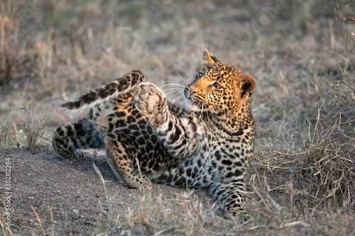 An adorable leopard cub (approximately six months old) plays with its tail. Image taken in the Masai Mara, Kenya.