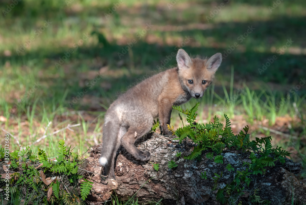 Red fox kit standing on a fern covered log, looking directly at the camera.