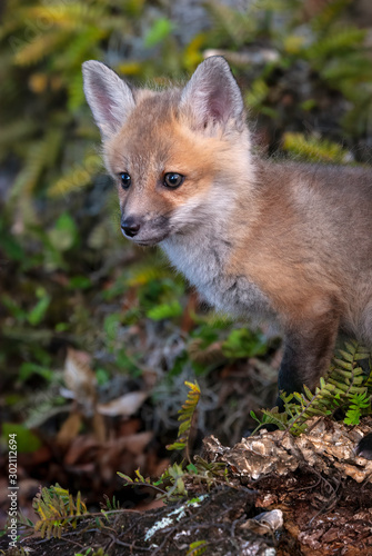 Close up of a red fox kit standing on a log surrounded by ferns.