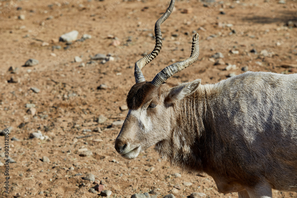 An Addax Antelope with a Broken Horn An Addax Antelope with a Broken Horn