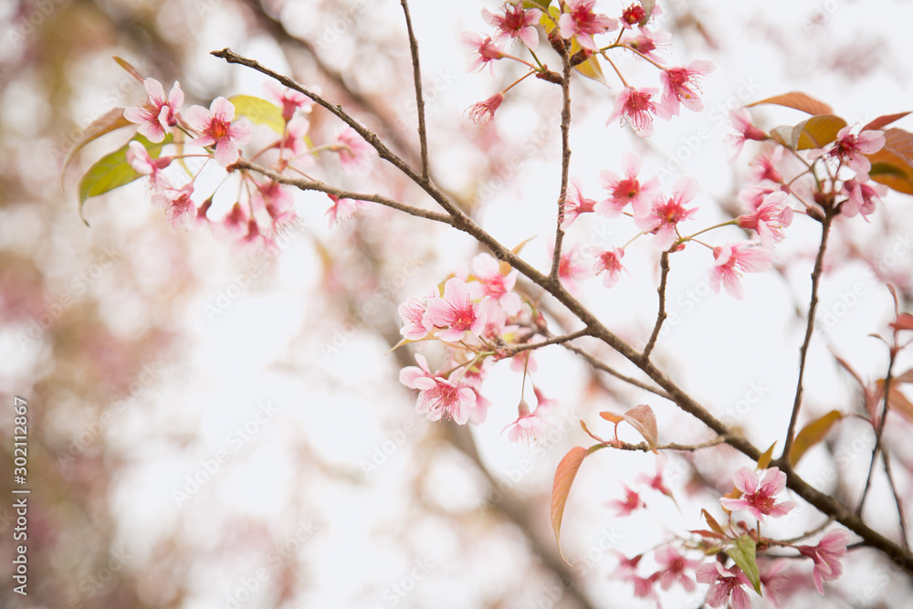 Beautiful cherry blossom or sakura in spring time over sky Beautiful cherry blossom or sakura in spring time over sky