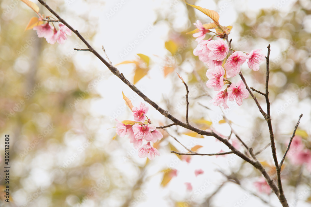 Beautiful cherry blossom or sakura in spring time over sky Beautiful cherry blossom or sakura in spring time over sky