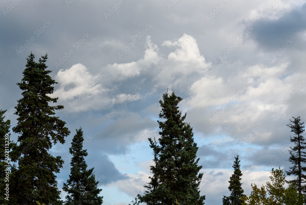 Nature background, dramatic clouds and sky, evergreen trees