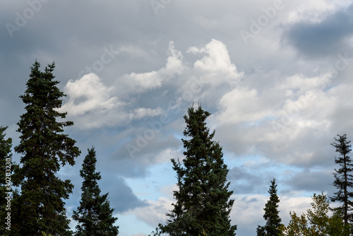 Obraz na płótnie Nature background, dramatic clouds and sky, evergreen trees