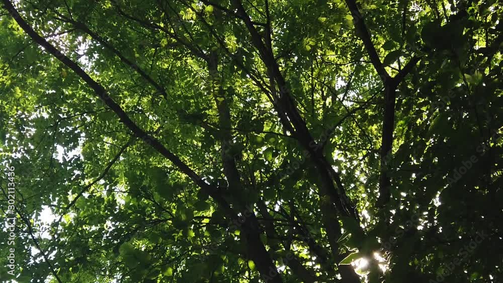 The view of the sunlight through the leaves of the forest. The view of the sunlight through the leaves of the forest.