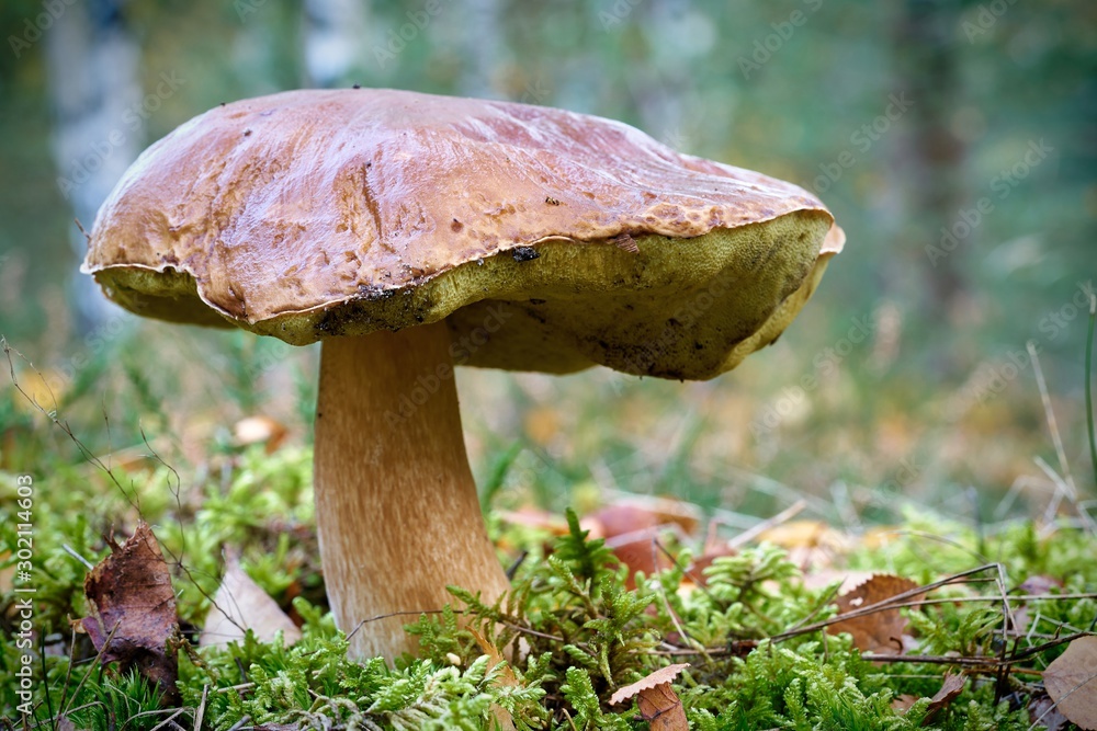 Fototapeta premium Steinpilz in einem Wald im Herbst