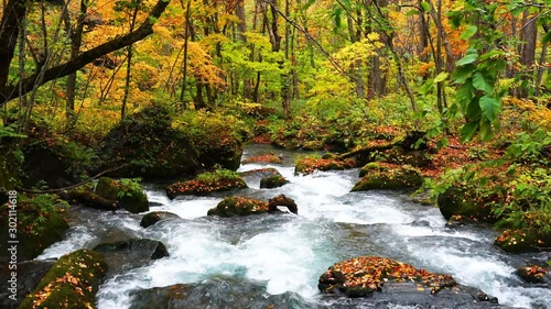 Beautiful leaves of autumn season fall in the Oirase Mountain Stream and flow through the beautiful autumn forest at Oirase Gorge in Towada Hachimantai National Park at Aomori Prefecture, Japan.