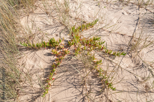 Carpobrotus plant growing in the sand. Coastal ecosystem environment photo