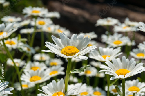 Fototapeta Naklejka Na Ścianę i Meble -  Fresh white and yellow daisy flowers in full bloom nature background