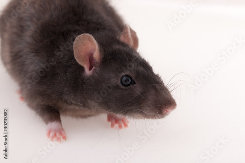 black domestic rat closeup