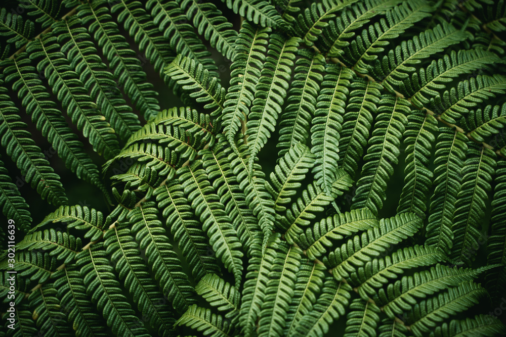 Close-up Photo Of Green Leaf Plant