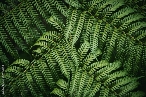 Close-up Photo Of Green Leaf Plant