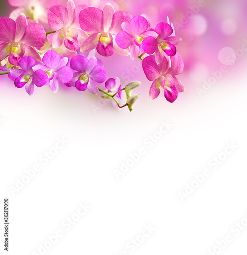 pink and purple orchid floral background with bokeh and copy space  © doucefleur