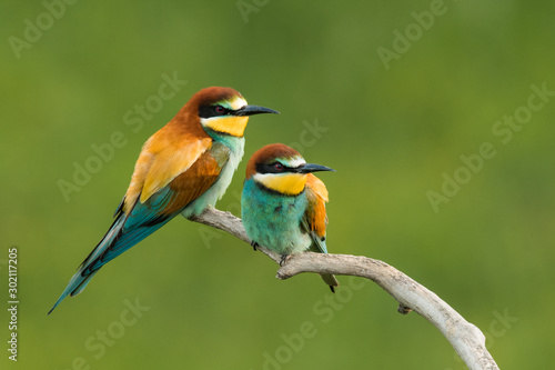 European bee-eater in the natural environment, wildlife, close up, Europe, Merops apiaster  photo