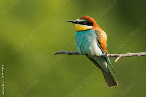 European bee-eater in the natural environment, wildlife, close up, Europe, Merops apiaster 