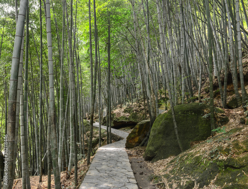 Bamboo grove bamboo forest in summer sunny day