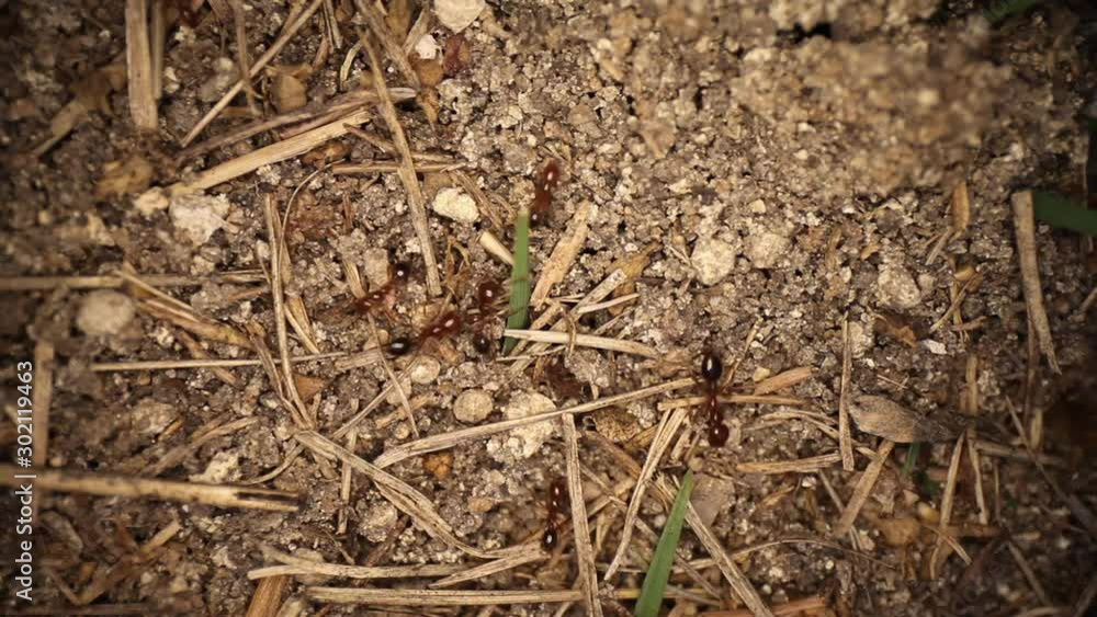 Wide angle macro shot of disturbed fire ant mound. Static shot with many ants moving around. Using a wide angle macro probe lens, getting unique perspectives. Wide angle macro shot of disturbed fire ant mound. Static shot with many ants moving around. Using a wide angle macro probe lens, getting unique perspectives.