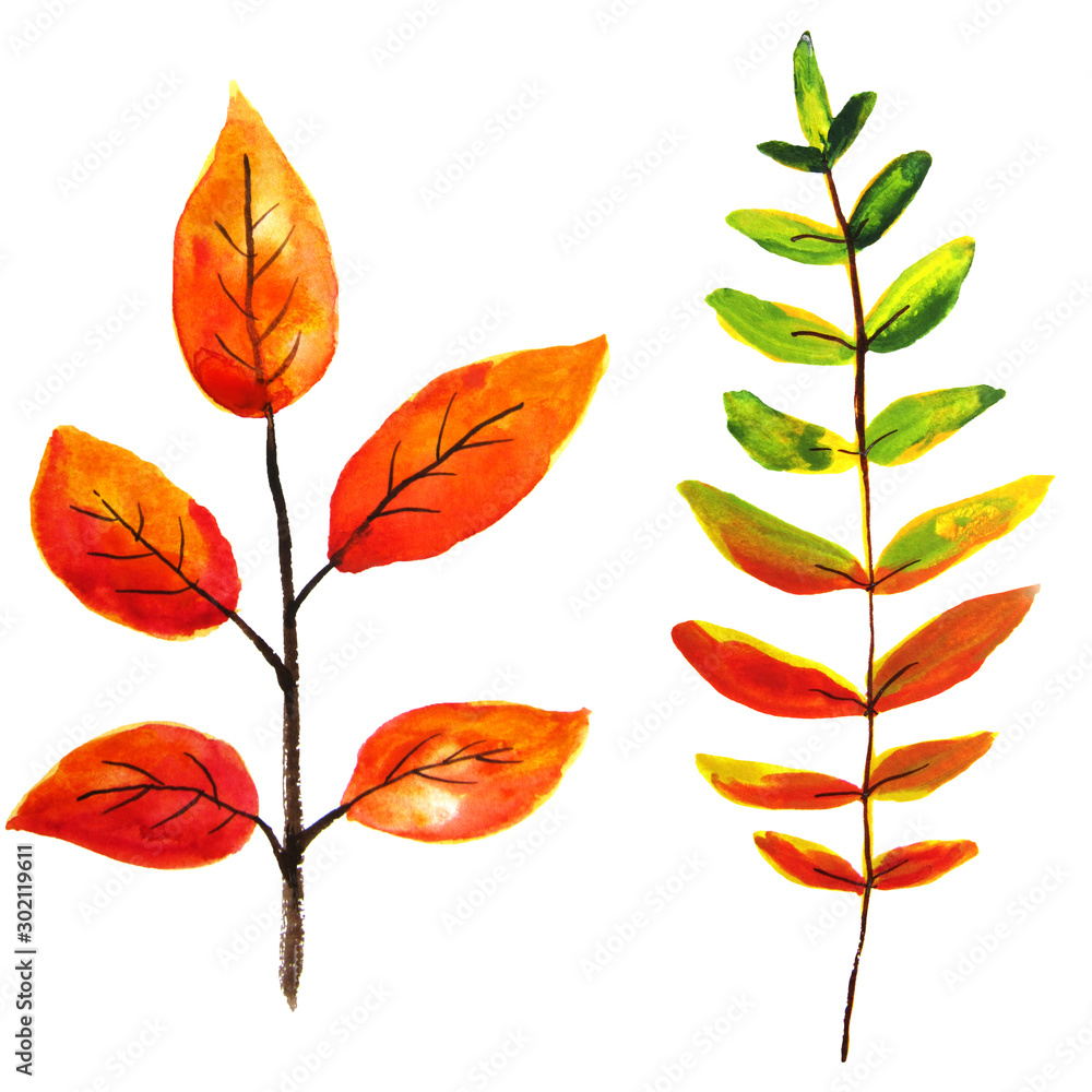 Hand-drawing watercolor pencils on paper - beautiful red and yellow autumn leaves. Isolated illustration on white background
