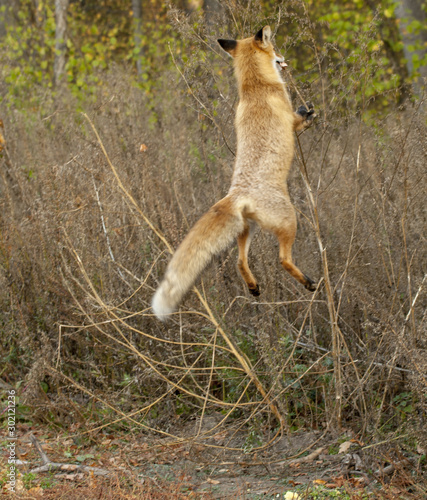 my friend the Fox in September